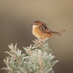 269 - CISTICOLA PERCHING - WORMALD KIM - australia <div